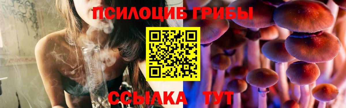 Галлюциногенные грибы Psilocybine cubensis Мурманск